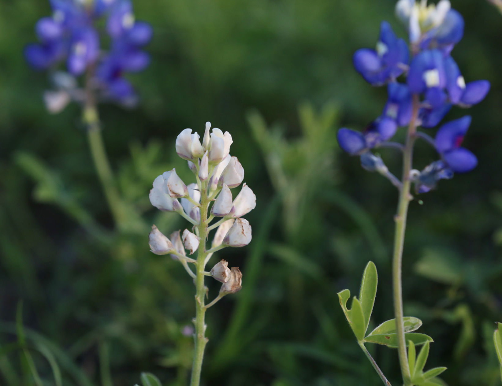 wild flowers